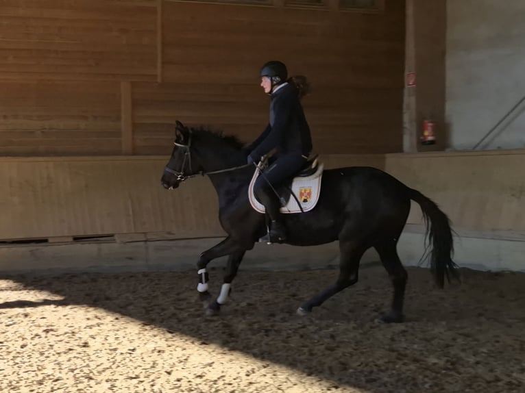 Österreichisches Warmblut Stute 4 Jahre 165 cm Rappe in Rudersdorf