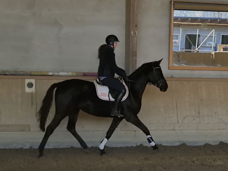 Österreichisches Warmblut Stute 4 Jahre 165 cm Rappe in Rudersdorf