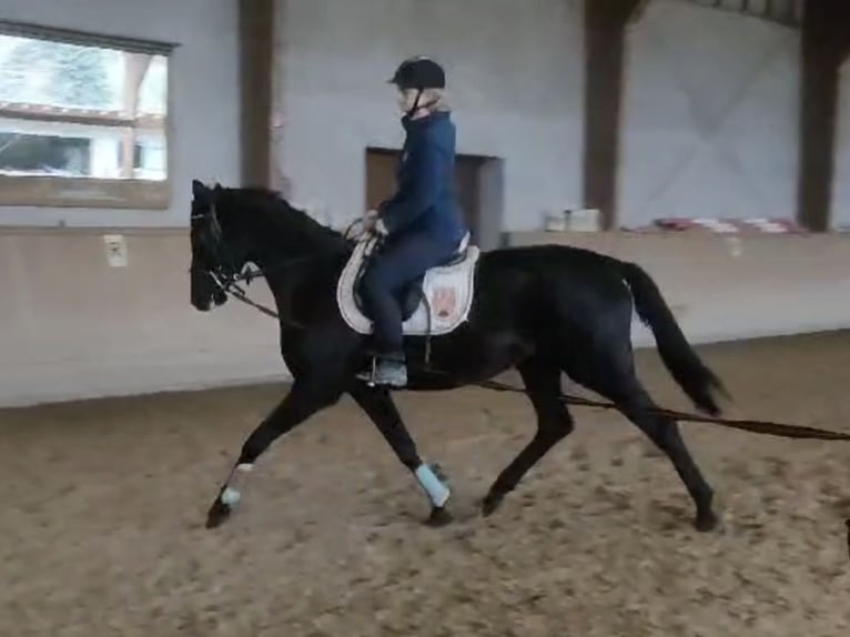 Österreichisches Warmblut Stute 4 Jahre 165 cm Rappe in Rudersdorf