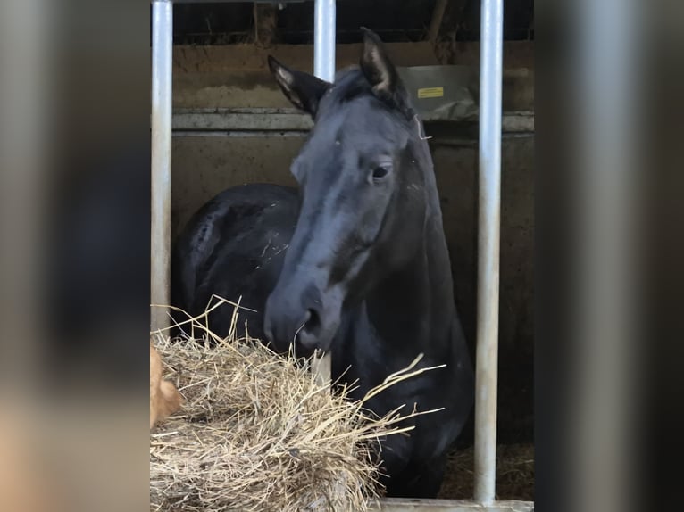 Österreichisches Warmblut Stute 4 Jahre 165 cm Rappe in Rudersdorf