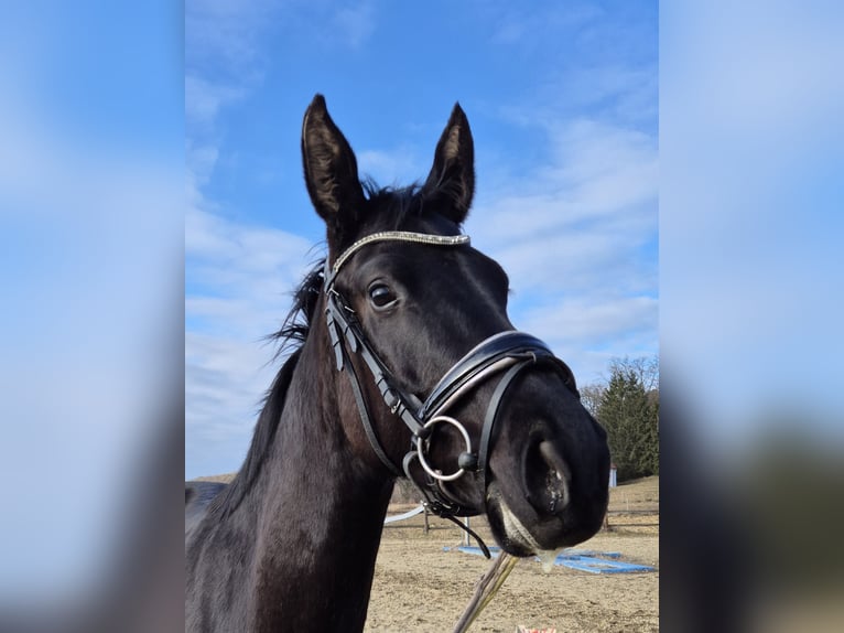 Österreichisches Warmblut Stute 4 Jahre 165 cm Rappe in Rudersdorf