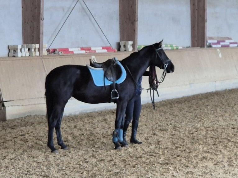 Österreichisches Warmblut Stute 4 Jahre 165 cm Rappe in Rudersdorf