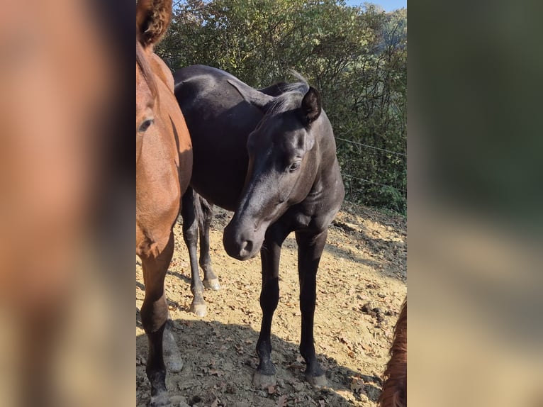 Österreichisches Warmblut Stute 4 Jahre 165 cm Rappe in Rudersdorf