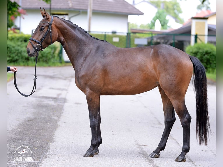 Österreichisches Warmblut Stute 4 Jahre 167 cm Brauner in Stadl-Paura