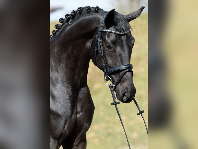 Österreichisches Warmblut Stute 4 Jahre 167 cm Rappe in Stadl-Paura