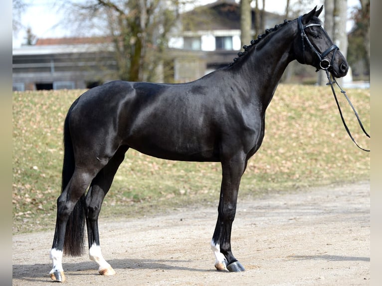 Österreichisches Warmblut Stute 4 Jahre 167 cm Rappe in Stadl-Paura