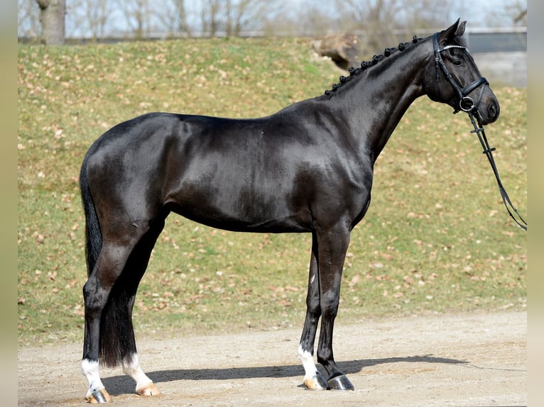 Österreichisches Warmblut Stute 4 Jahre 167 cm Rappe in Stadl-Paura