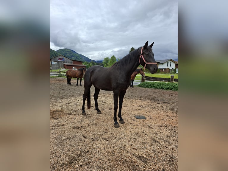 Österreichisches Warmblut Stute 4 Jahre 167 cm Rappe in Kössen