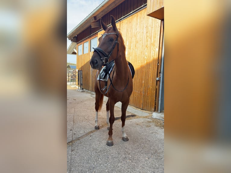 Österreichisches Warmblut Stute 4 Jahre 168 cm Fuchs in Sieghartskirchen