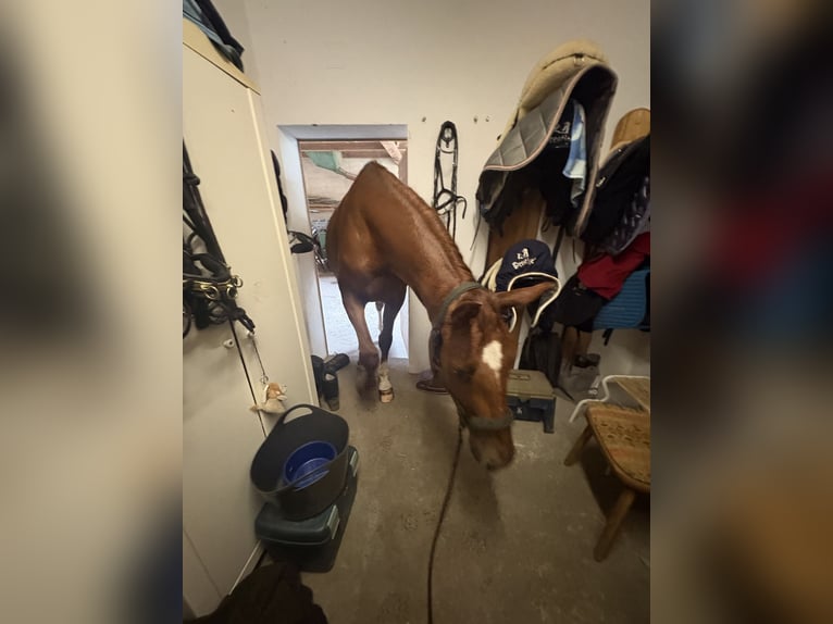 Österreichisches Warmblut Stute 4 Jahre 168 cm Fuchs in Sieghartskirchen