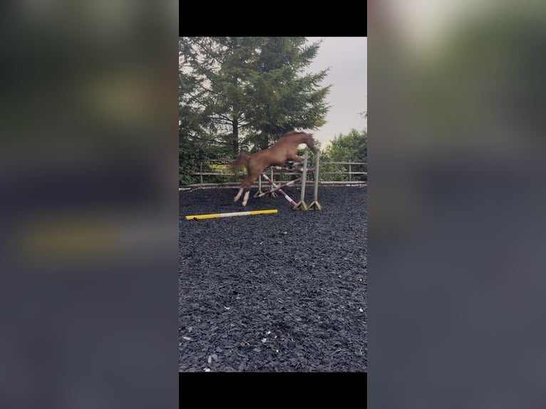 Österreichisches Warmblut Stute 4 Jahre 168 cm Fuchs in Sieghartskirchen