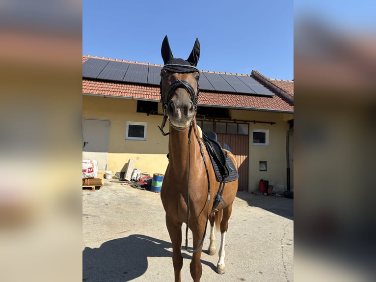 Österreichisches Warmblut Stute 4 Jahre 168 cm Fuchs in Sieghartskirchen
