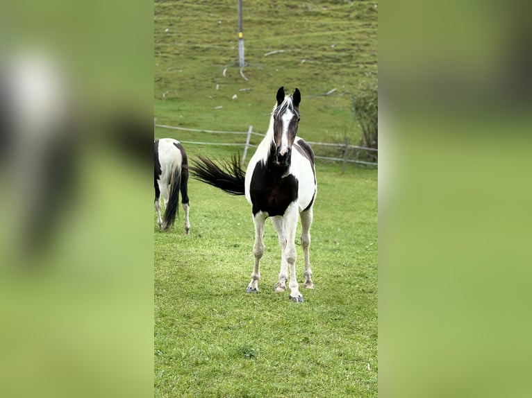 Österreichisches Warmblut Stute 4 Jahre 168 cm Schecke in Bad Kleinkirchheim
