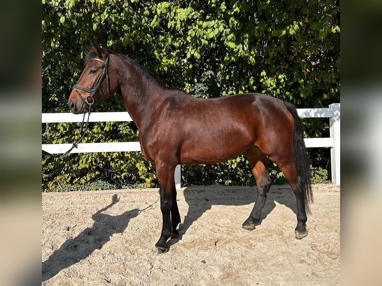 Österreichisches Warmblut Stute 4 Jahre 169 cm Brauner in Loiching