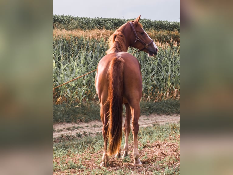 Österreichisches Warmblut Stute 4 Jahre 169 cm Fuchs in Weilbach