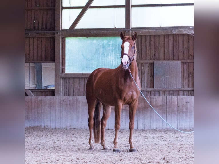 Österreichisches Warmblut Stute 4 Jahre 169 cm Fuchs in Weilbach