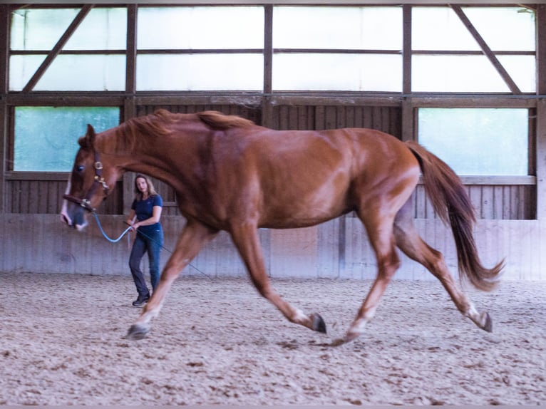 Österreichisches Warmblut Stute 4 Jahre 169 cm Fuchs in Weilbach