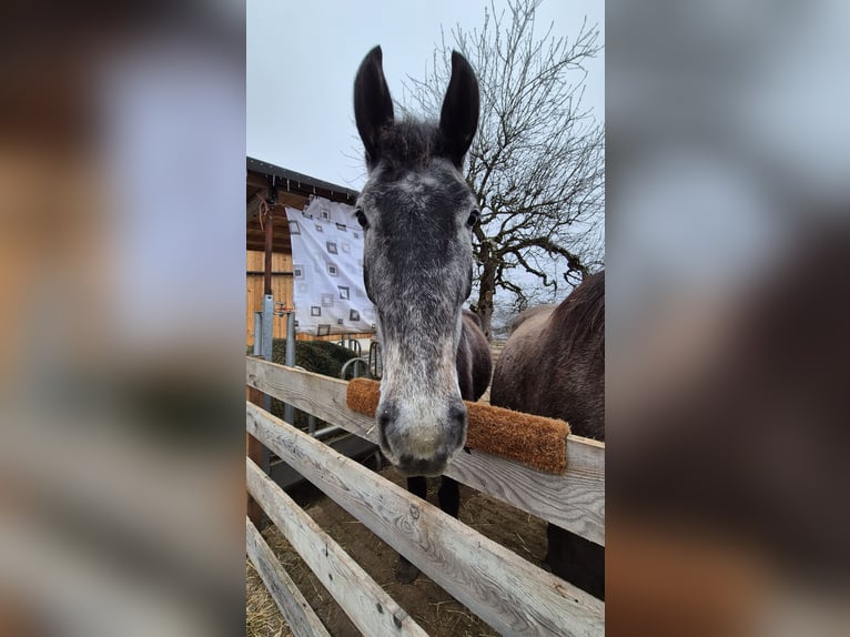 Österreichisches Warmblut Stute 4 Jahre 170 cm Apfelschimmel in Hermagor-Pressegger See