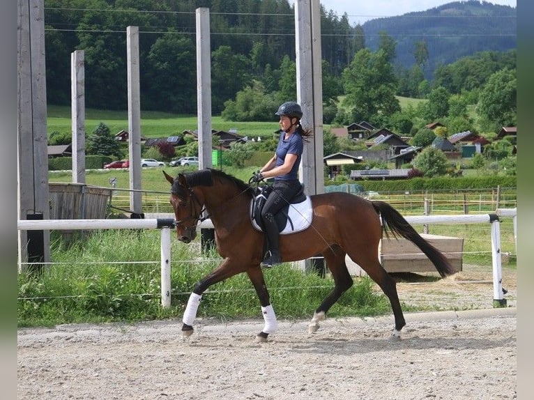Österreichisches Warmblut Stute 4 Jahre 170 cm in P&#xF6;llau