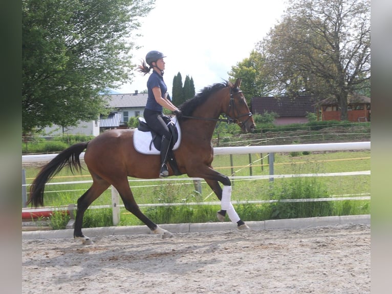 Österreichisches Warmblut Stute 4 Jahre 170 cm in P&#xF6;llau