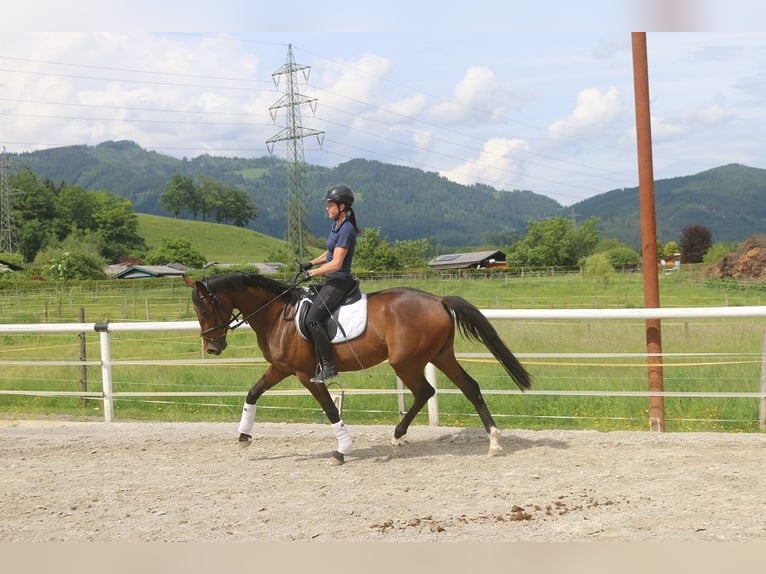 Österreichisches Warmblut Stute 4 Jahre 170 cm in P&#xF6;llau