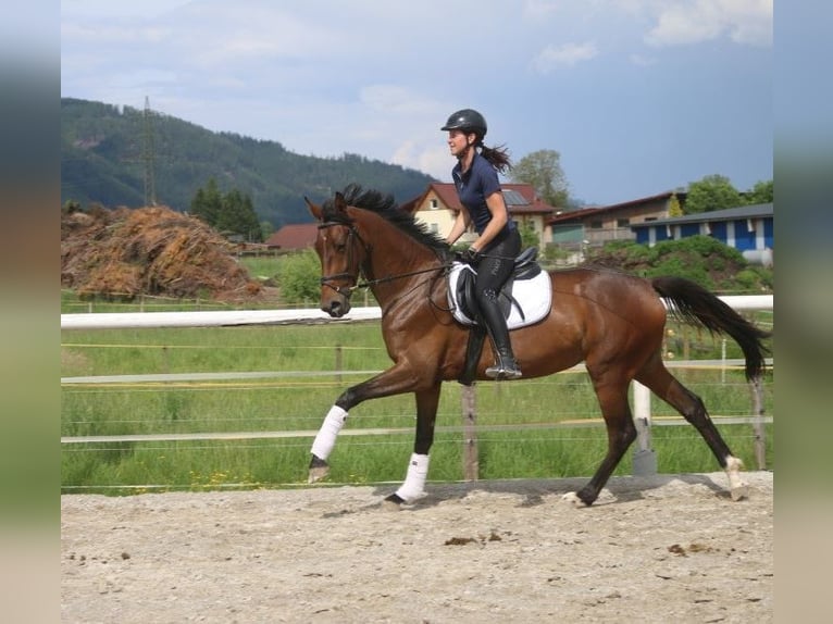 Österreichisches Warmblut Stute 4 Jahre 170 cm in P&#xF6;llau