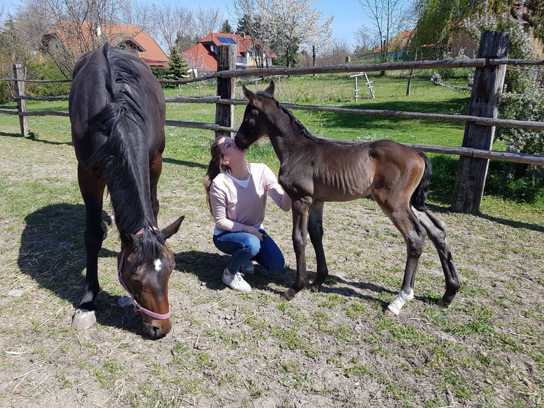 Österreichisches Warmblut Stute 4 Jahre 170 cm Dunkelbrauner in Ranzelsdorf