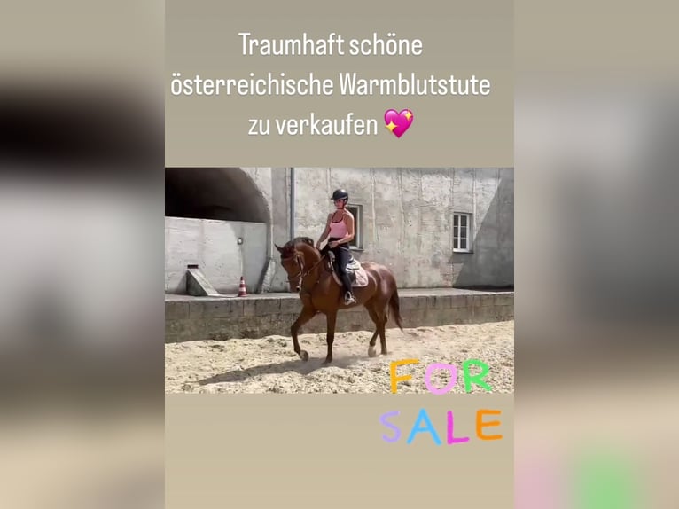 Österreichisches Warmblut Stute 4 Jahre 170 cm Dunkelfuchs in Waldhausen