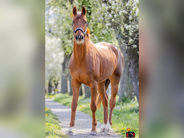 Österreichisches Warmblut Stute 4 Jahre 170 cm Dunkelfuchs in Waldhausen