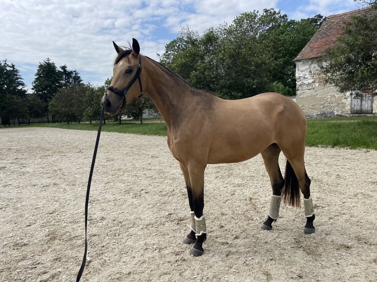 Österreichisches Warmblut Stute 4 Jahre 170 cm Falbe in Duka