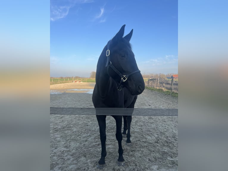 Österreichisches Warmblut Stute 4 Jahre 170 cm Rappe in Emden