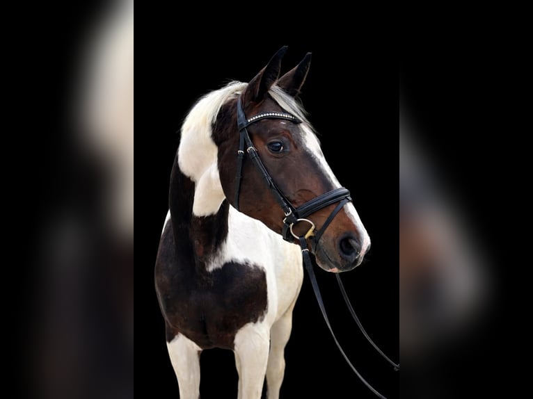 Österreichisches Warmblut Stute 4 Jahre 170 cm Schecke in Stadl-Paura