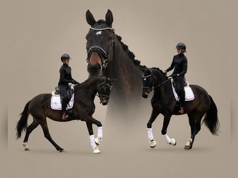 Österreichisches Warmblut Stute 4 Jahre 171 cm Dunkelbrauner in Schöngumprechting