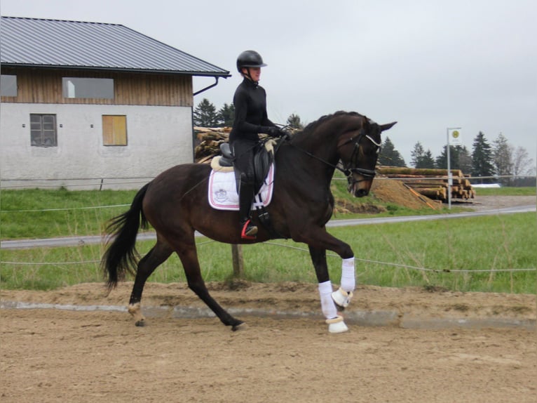 Österreichisches Warmblut Stute 4 Jahre 171 cm Dunkelbrauner in Schöngumprechting