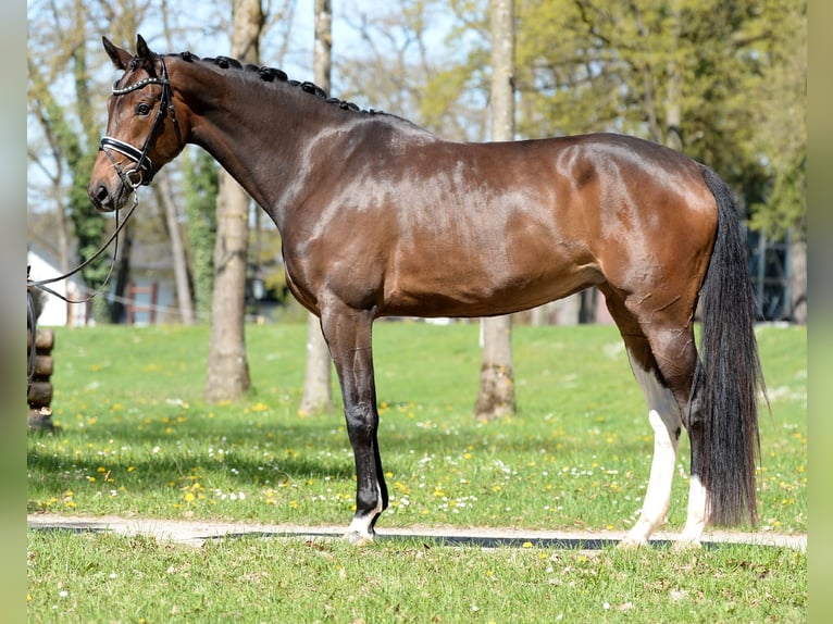 Österreichisches Warmblut Stute 4 Jahre 172 cm Brauner in Stadl-Traun