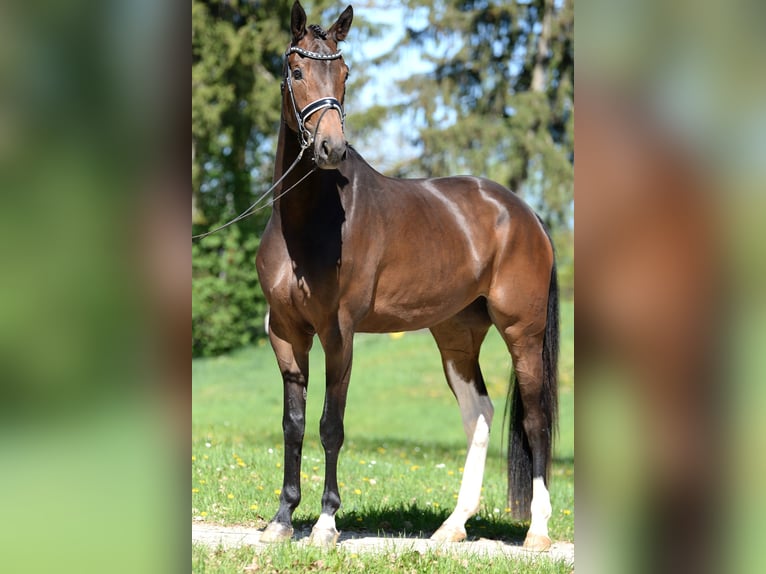 Österreichisches Warmblut Stute 4 Jahre 172 cm Dunkelbrauner in Stadl-Paura
