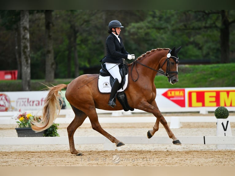 Österreichisches Warmblut Stute 4 Jahre 173 cm Dunkelfuchs in Garsten