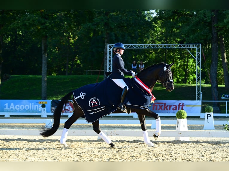 Österreichisches Warmblut Stute 4 Jahre 173 cm Rappe in Wolnzach