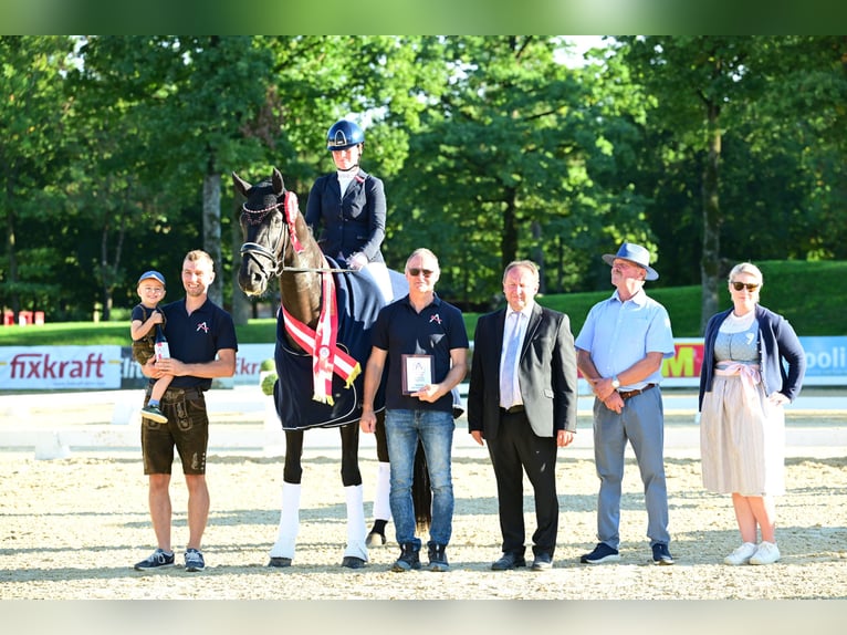 Österreichisches Warmblut Stute 4 Jahre 173 cm Rappe in Wolnzach