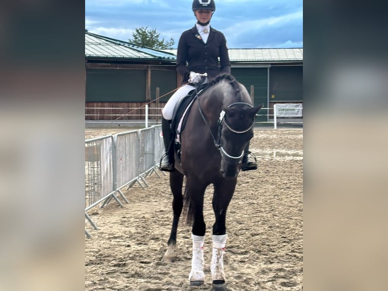 Österreichisches Warmblut Stute 4 Jahre 173 cm Rappe in Bad Kleinkirchheim