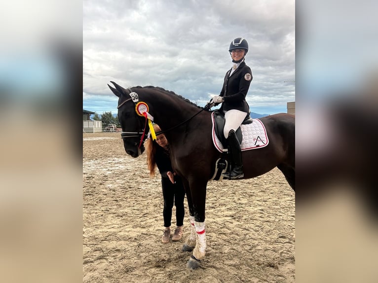 Österreichisches Warmblut Stute 4 Jahre 173 cm Rappe in Bad Kleinkirchheim