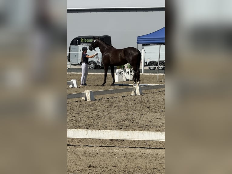 Österreichisches Warmblut Stute 4 Jahre 173 cm Rappe in Bad Kleinkirchheim