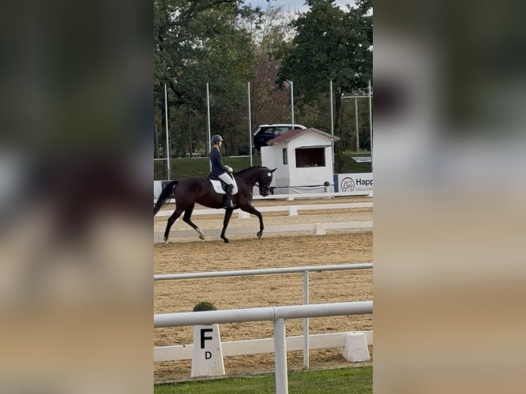 Österreichisches Warmblut Stute 4 Jahre 173 cm Rappe in Bad Kleinkirchheim