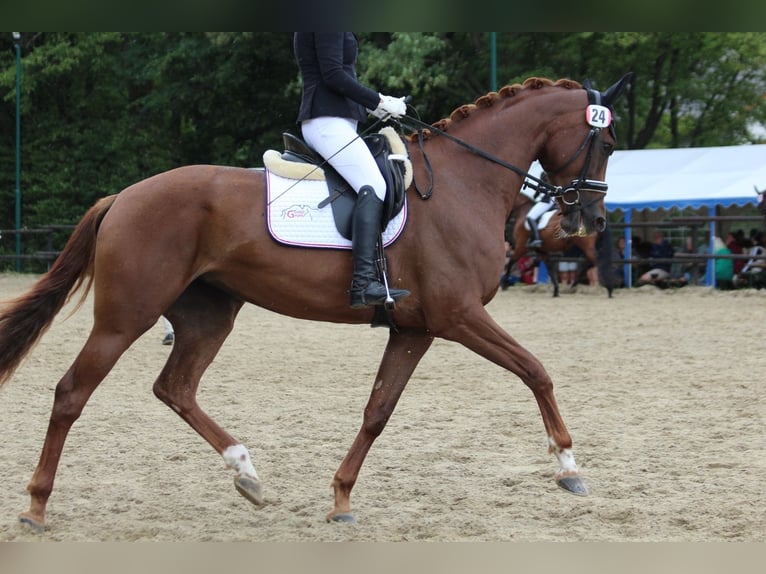 Österreichisches Warmblut Stute 4 Jahre 174 cm Dunkelfuchs in Heiligenkreuz