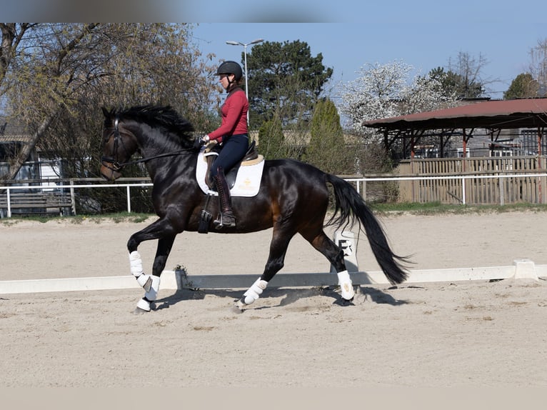 Österreichisches Warmblut Stute 4 Jahre 175 cm  in Wien, Donaustadt