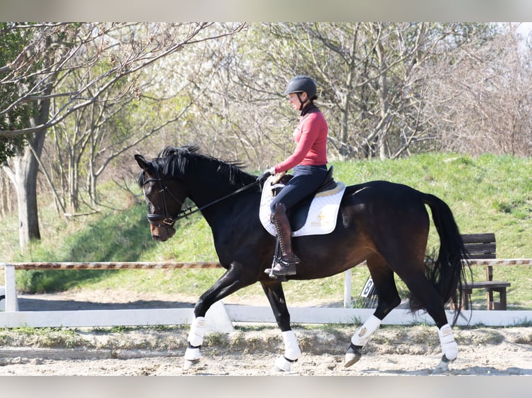 Österreichisches Warmblut Stute 4 Jahre 175 cm  in Wien, Donaustadt