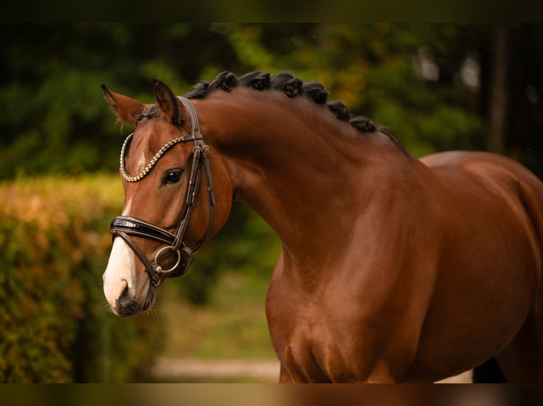 Österreichisches Warmblut Stute 5 Jahre 165 cm Brauner in Wehringen