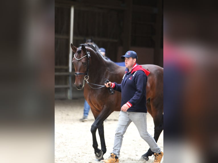 Österreichisches Warmblut Stute 5 Jahre 165 cm Brauner in St Marein bei Graz