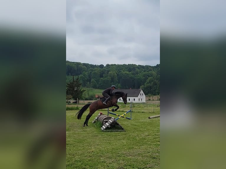 Österreichisches Warmblut Stute 5 Jahre 165 cm Brauner in St Marein bei Graz