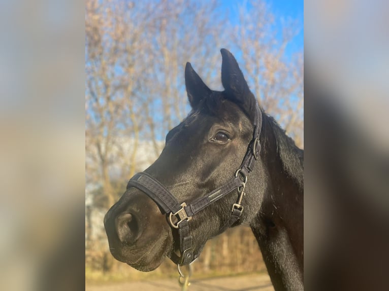 Österreichisches Warmblut Stute 5 Jahre 165 cm Rappe in Retz